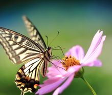 アゲハチョウ飼育の趣味