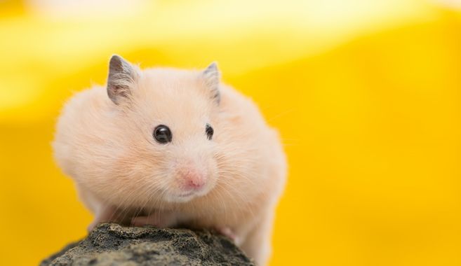 ハムスター飼育