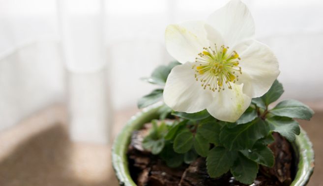 バラで心が癒やされています