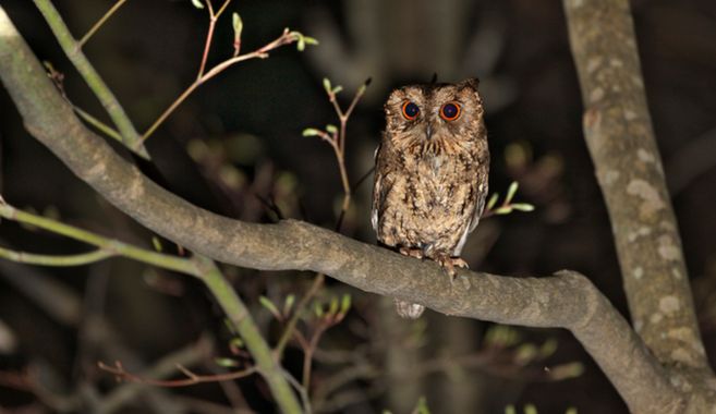 オオコノハズク