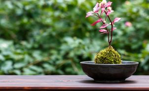 60代から始める有益な趣味５選の趣味