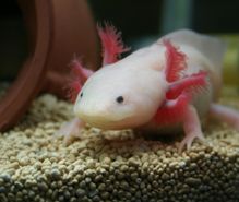 ウーパールーパーの趣味