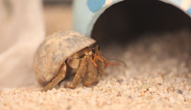 オカヤドカリを飼育しよう