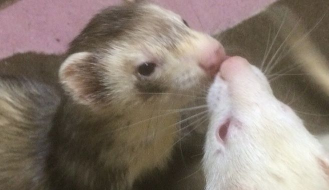 フェレットとの生活