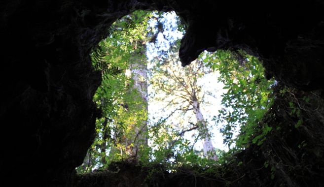 屋久島ウィルソン株