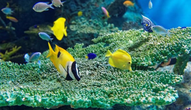 水族館めぐり