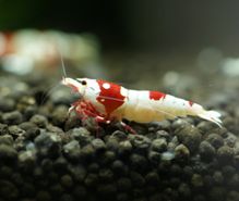 レッドビーシュリンプ飼育の趣味