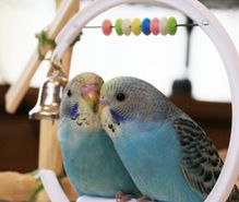 インコ飼育の趣味