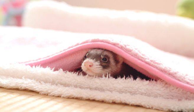 フェレット飼育