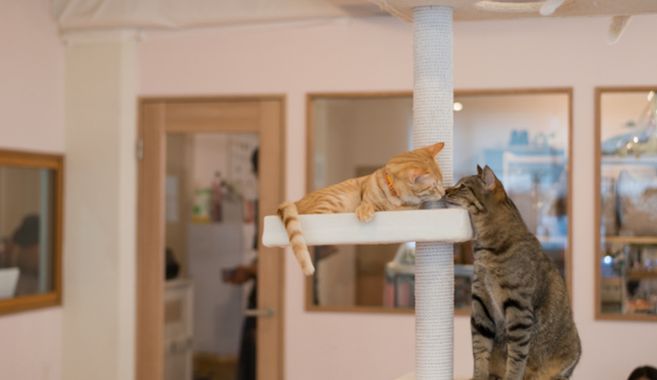 猫カフェ