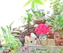 観葉植物の趣味