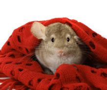 チンチラ飼育の趣味