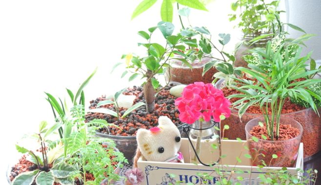 観葉植物