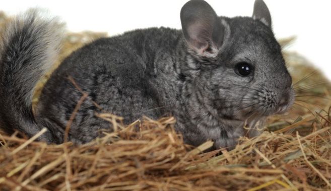 チンチラってどんないきもの？