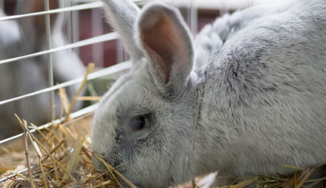 うさぎ暮らしのはじめ方