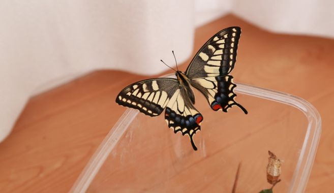 アゲハチョウの旅立ち