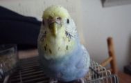 インコと暮らす、癒され生活