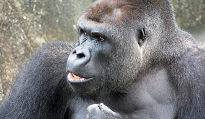 イケメンゴリラのシャパーニ