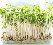 スプラウト栽培の趣味