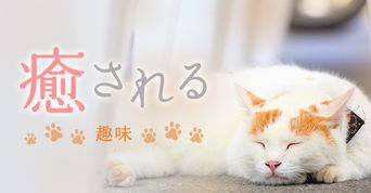 癒される趣味一覧