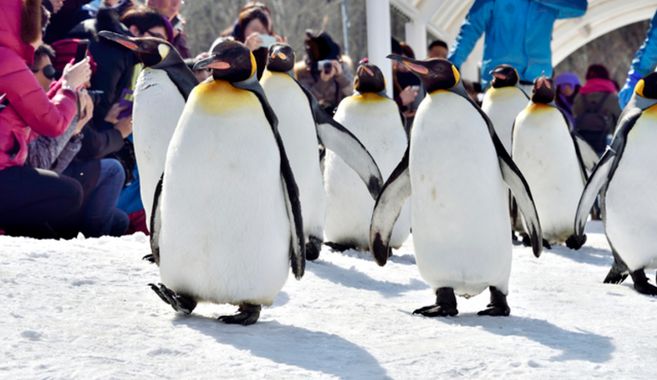 旭山動物園のペンギン