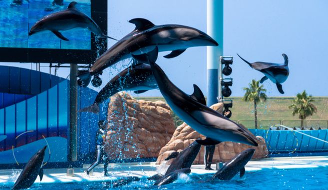 さまざま水族館