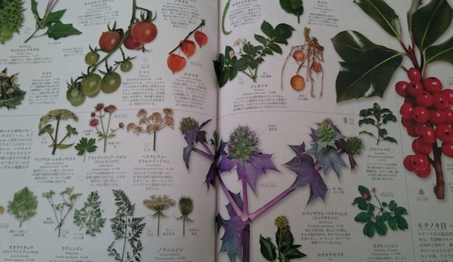 図鑑の魅力