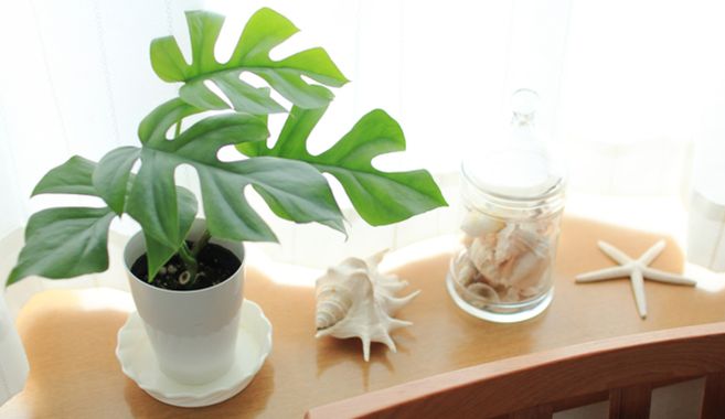 観葉植物5