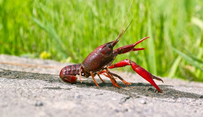 アメリカザリガニ