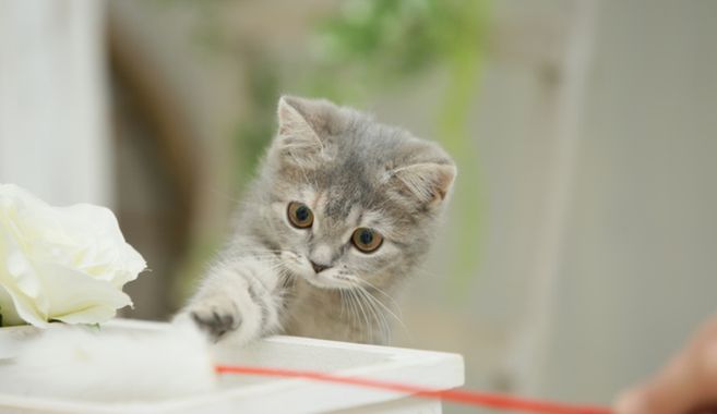 猫ブーム