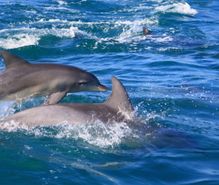 イルカウォッチングの趣味