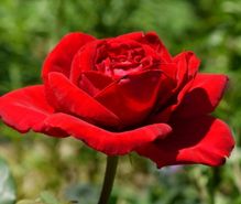 バラ栽培の趣味