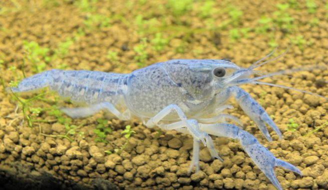 フロリダハマーザリガニ