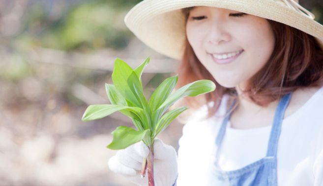 山菜採り