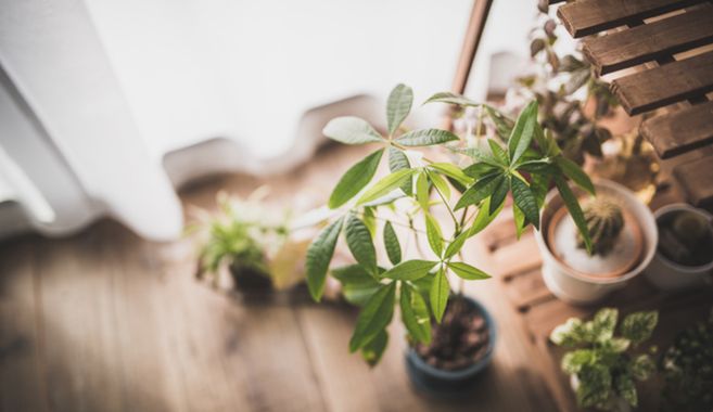 グリーンインテリアのある生活