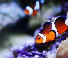 熱帯魚飼育の趣味