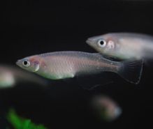 メダカ飼育の趣味