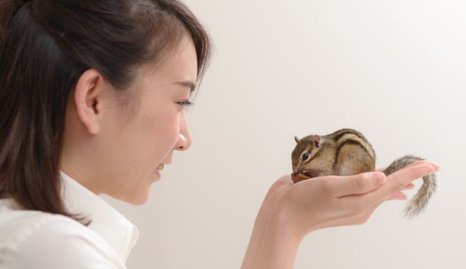 手乗りシマリス