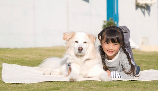 一緒に暮らしたい！カワイイ飼い犬　おすすめ５選