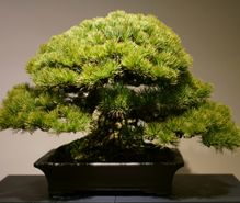 盆栽の趣味