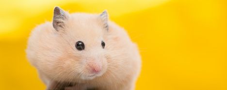 ハムスター飼育