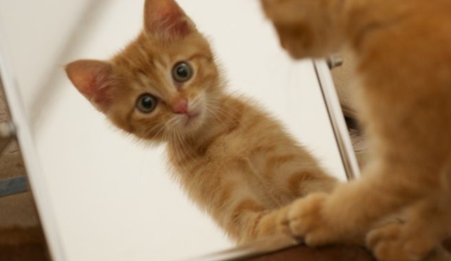 猫飼育まとめ